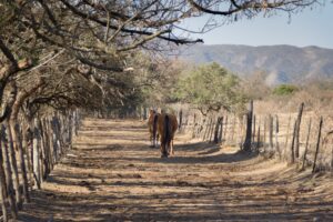 Rancho Skinwalker